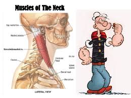 They can also be recruited as accessory muscles of. Muscles Of The Neck 1
