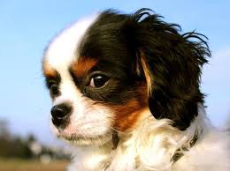 Cavalier king charles spaniel · new york, ny. Cavalier King Charles Spaniel Charakter