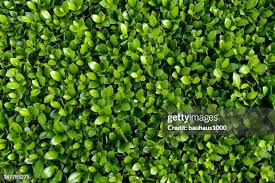 Image result for Buxaceae