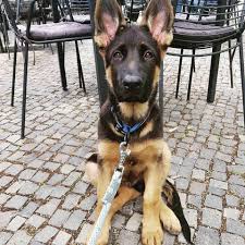Like other puppies you get from a breeder, german shepherd pups are also quite pricey. German Shepherd Puppies For Sale Near Me Home Facebook