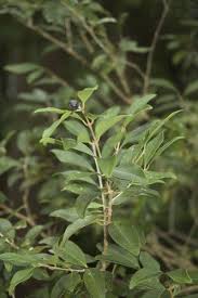Image result for Eugenia malangensis