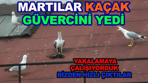 Kacak Guvercini Elimizden Marti Kapti Youtube