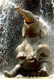 Some People Feel The Rain Others Just Get Wet Ne Demek 11 Wet Animals Are Adorable Whether They Like It Or Not Cute Animals Animals Beautiful Happy Animals