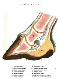 From wikimedia commons, the free media repository. Basic Horse Hoof Anatomy Drawing Cross Section View Normal Hoof Horse Anatomy Equine Veterinary Horses