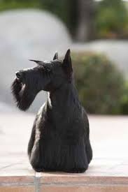 Affectionately called the scottie, the scottish terrier is a compact, sturdy vermin hunter noted for having short legs and a shaggy beard. Scottish Terrier Dog Grooming Styles Dog Grooming Scottish Terrier