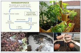 Plant weed and disease free seed. Sustainability Free Full Text Urban Gardening In Germany Cultivating A Sustainable Lifestyle For The Societal Transition To A Bioeconomy Html