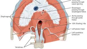 Liver, lungs, mouth, muscle, mustache, neck, nose, okay, palm. How Does Copd Affect The Diaphragm