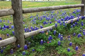 Pictures are worth a thousand words; 11 Native Blue Flowers For The Garden Gardener S Path