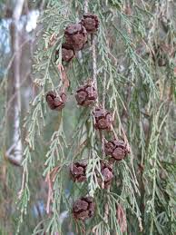 Image result for Cupressus funebris