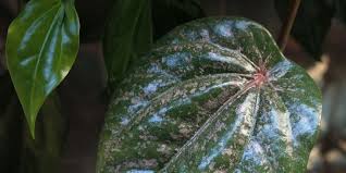 Bunga tanaman ini memiliki bentuk seperti buah lada yang tersusun dalam rangkaian bulir. 15 Manfaat Daun Sirih Cina Untuk Kesehatan Dan Cara Menggunakannya Kaya Khasiat Merdeka Com