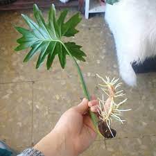This Philodendron Propagation Sure Went Well Houseplants Philodendron Plant Philadendron Plant Propagating Plants
