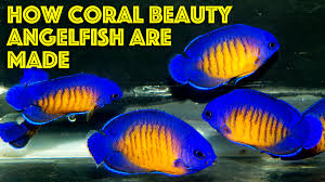 How Coral Beauty Angelfish Are Made Reef Builders The Reef And Saltwater Aquarium Blog