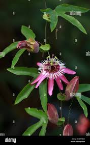 Image result for Passifloraceae