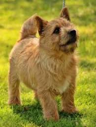 Der norfolk terrier ist einer der kleinsten terrier. Norwich And Norfolk Terriers Janedogs