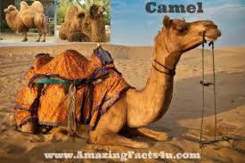 This camel is the one usually most people see in pictures as it crosses the sahara desert. 40 Amazing Facts About Camel Amazing Facts 4u Com
