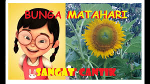 Dengan kelopak kuning cemerlang, juga dikenal sebagai sinar, bunga matahari, tidak salah lagi bunga matahari memiliki penampilan seperti matahari yang telah menjadikannya favorit. Bunga Matahari Sangat Cantik Youtube