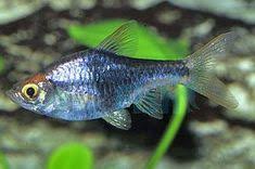 Purple Harlequin Rasbora 2 3cm Live Aquarium Fish Tropical Fish Fish