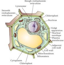 Mature plant cells have permanent and large central vacuole. Notes Of Ch 5 The Fundamental Unit Of Life Class 9th Science