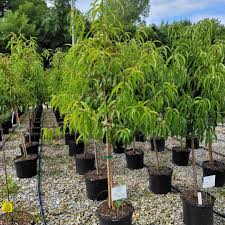 Image result for Prunus persica