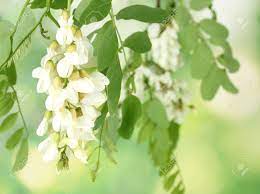 Acacia Flowers Ltd Best Flower Wallpaper