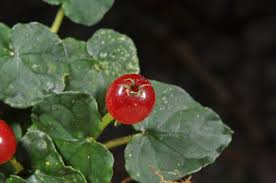 Image result for Geophila repens