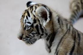 An amur tiger at the toronto zoo has given birth to three cubs, which marks the first in 14 years at the scarborough institution. One Endangered Tiger Cub Remains After Second Cub Dies At Toronto Zoo Saultonline Com