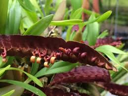 Image result for Bulbophyllum falcatum