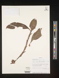 Image result for Coleotrype laurentii