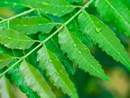Banyakkan manfaat daun semambu ni,teruja sangat bila dapat info pasal daun semambu @ neem ni.oleh oleh kerana neem balm baru lagi dipasaran kami masih mencari sesiapa yang berminat untuk itulah sedikit info saya tentang daun semambu vs neem balm. Saya Harap Video Itu Dipadam Ahli Farmasi Mohon Maaf Tarik Balik Dakwaan Pokok Semambu Mampu Rawat Covid 19 Semasa Mstar