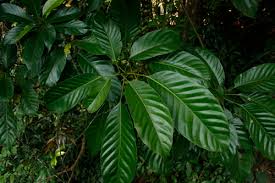 Image result for Paracroton pendulus