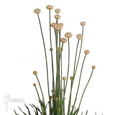 Image result for Syngonanthus