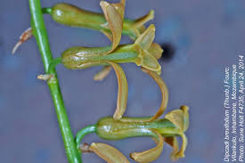 Image result for Dipcadi brevifolium