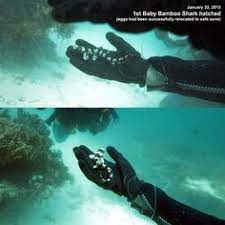 16 Bali Sharks Ideas In 2021 Bali Shark Shark Conservation