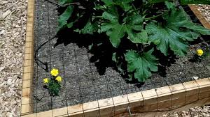 Ideas to keep cats away from your veg garden. How To Keep Cats Out Of The Garden Youtube