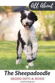 Sheepadoodle Dog Breed Information Poodle Sheepdog Mix Sheepadoodle Dog Breeds Dog Lovers