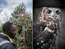 Different species of owl hunt in different habitats, and have varied dietary requirements. A Mysterious Illegal Egg Trade Imperils Kenya S Owls Audubon