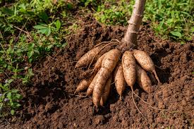 Image result for Manihot esculenta