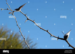 Image result for Acacia luederitzii