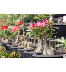 Buy Online Bonsai Tree Seed Gardening Accessories Nursery Items From Bonayon Com Dhaka Bangladesh Flower Local