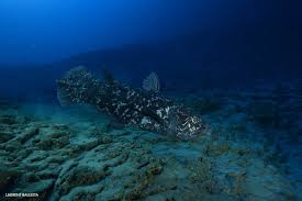 Image result for Coelachne africana