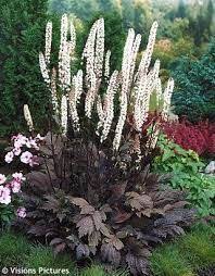 Hillside black beauty bugbane is a fine choice for the garden, but it is also a good selection for planting in outdoor pots and containers. Cool Actaea Ramosa Hillside Black Beauty Formerly Classifies As Cimicifuga Common Name Bugbane Or Snakeroot Zone 4 8 Shade Garden Schaduwplanten Wintertuin
