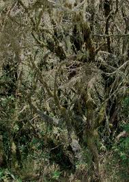 Image result for Otiophora pauciflora