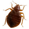 Orion pest control relentlessly strives to render the best pest control services in india. Best Pest Control Services In Dehradun Uttarakhand Termokil
