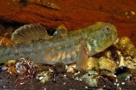 Image result for Dicoma galpinii