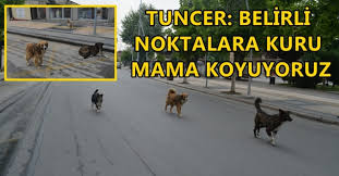 Duzce Belediyesi Sokak Hayvanlarini Unutmadi Duzce Oncu Rtv