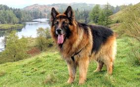 Single coats vs double coats—what's the difference? Long Haired German Shepherd Long Hair Don T Care