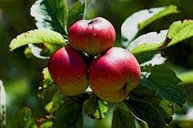 There are some limitations, however, in choosing the type in certain areas of the state. What Fruit Trees Can Grow In Pennsylvania Hunker Fruit Trees Backyard Growing Fruit Trees Growing Apple Trees