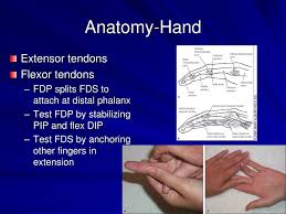 C7, c8, t1 → median nerve → flexor digitorum superficialis branches. Ppt Examination Of The Hand And Wrist Powerpoint Presentation Free Download Id 3294238