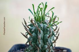 Image result for Euphorbia dolichoceras