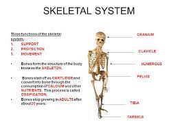 Bones support and protect the internal organs. Skeletal System Three Functions Of The Skeletal System 1 Support 2 Protection 3 Movement Bones Form The Structure Of The Body Know As The Skeleton Bones Ppt Download